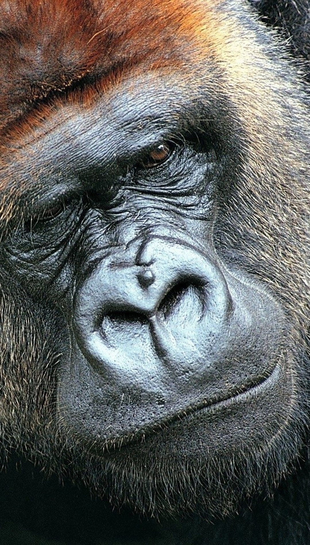 Silverback gorilla face with textured skin and a soulful eye shown in a tight close-up portrait.