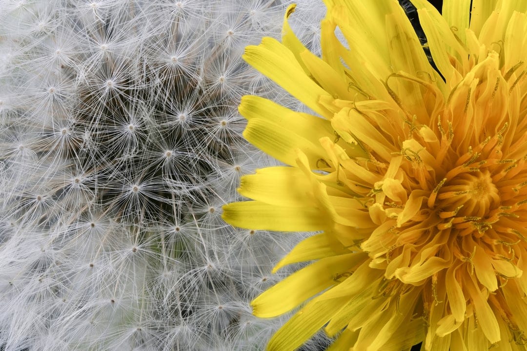 Yellow dandelion flower petals next to a fluffy white seed head with intricate textures against a soft background.
