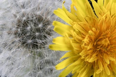 background,desktop backgrounds,wallpaper 4k,4k wallpaper,plant,beautiful flowers,wallpaper hd,flower background,laptop wallpaper,nature,free wallpaper,dandelion,beautiful wallpaper,free background,hd wallpaper,flower,full hd wallpaper,flower wallpaper,yel