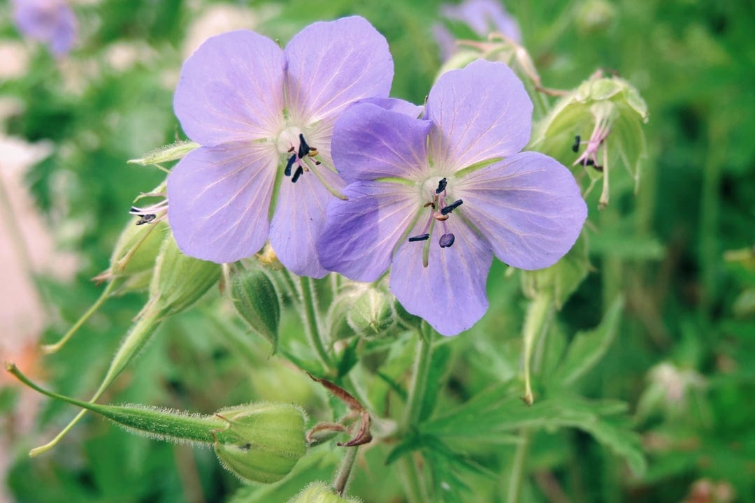 Purple geranium flowers with dark stamens stand beside fuzzy green seed pods against a blurred foliage background.
