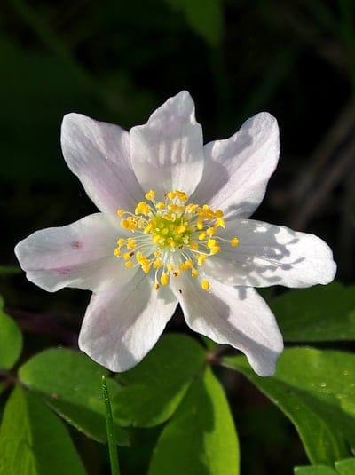 White anemone flower with yellow stamens and pink-tinted petals against a dark green blurred leaf background.