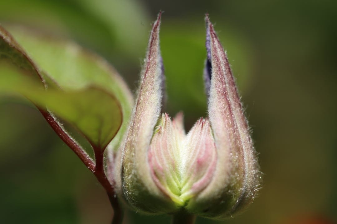 Fuzzy green clematis bud with pink petals peeking out against a blurred garden background on a slender stem.