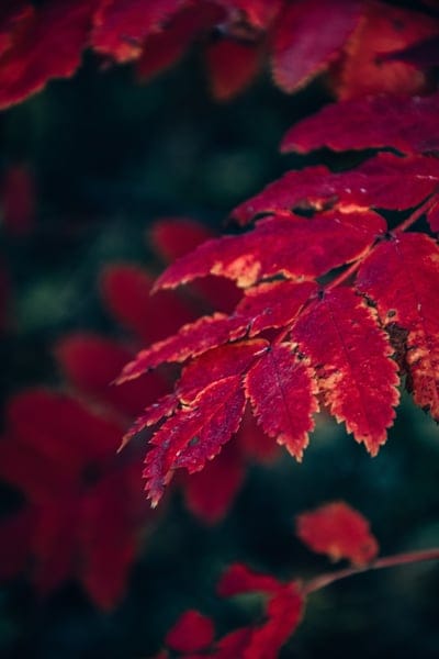 foliage,autumn,trees,mobile wallpaper,mobile wallpaper 4k,leaves,beautiful wallpaper,samsung wallpaper,flora,lock screen wallpaper