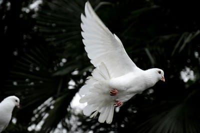 Pigeon,Pigeon wallpaper,bird,Pigeon background
