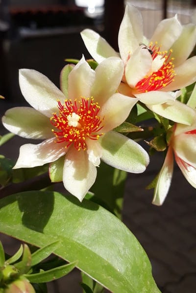 White flower petals and red stamens with a tiny insect resting on a petal against a blurred green backdrop.