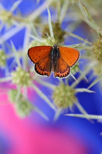 butterfly,red,nature,flower wallpaper,vane,insect,beautiful flowers,flower background,flower,colored