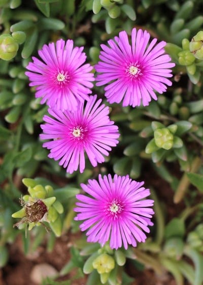 Purple ice plant blooms with slender petals and yellow centers sit atop fleshy green succulent stems and leaves.