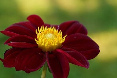 Deep red dahlia flower with velvety petals and a yellow center against a soft-focus green garden background.