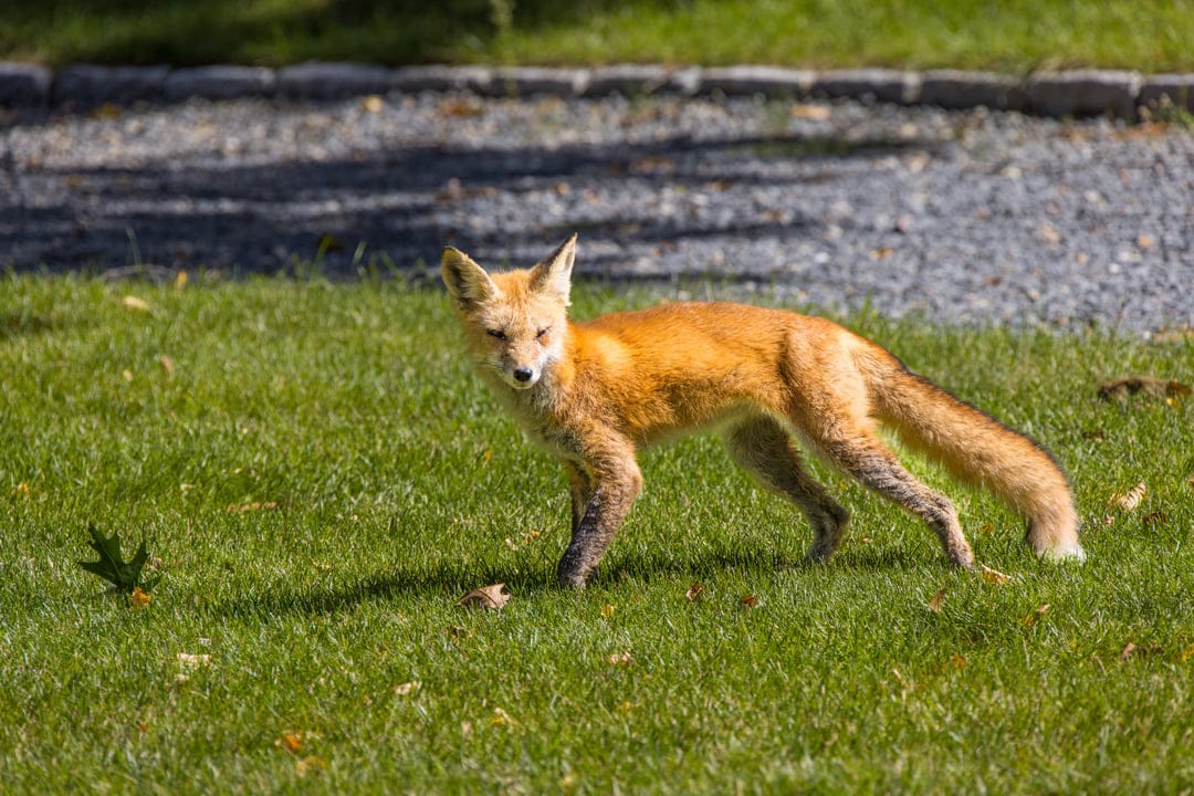 Red fox with auburn fur and a white-tipped tail stands alert on a sunny green lawn with soft dappled shadows.