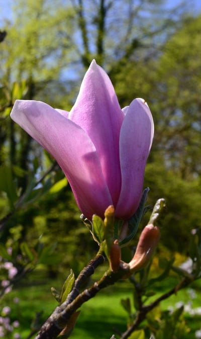 Pink magnolia bud unfurls against a blurred green forest and blue sky in a vertical macro photography shot.