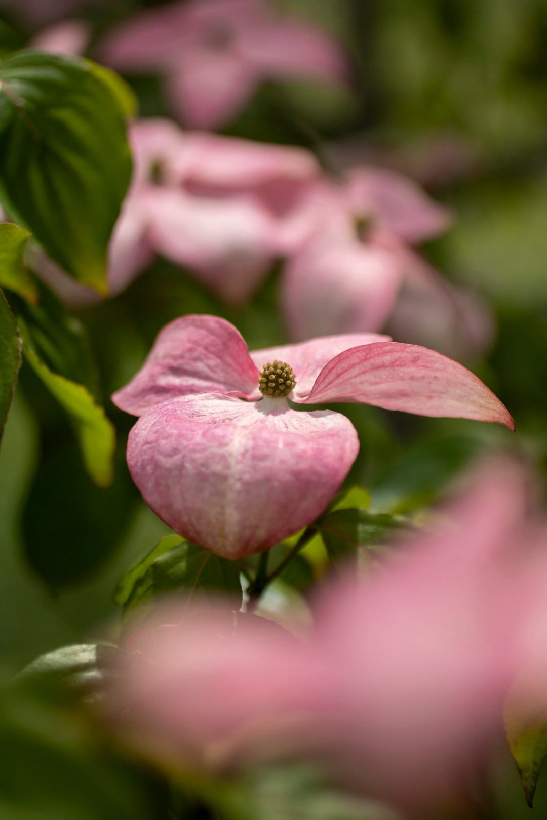 Pink dogwood flower with white veined petals and a brown center against a blurred green leaf background.