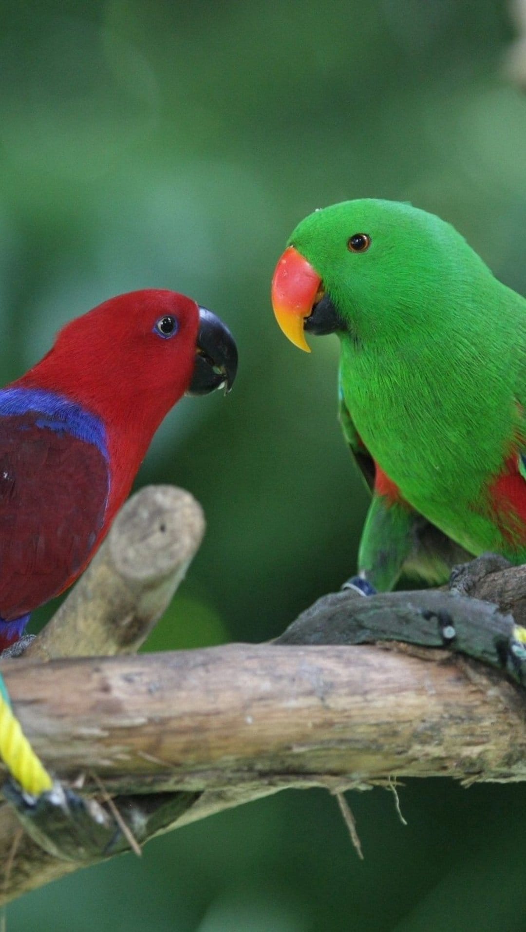 A green male and red female Eclectus parrot perch on a branch, displaying vibrant feathers and curved beaks.