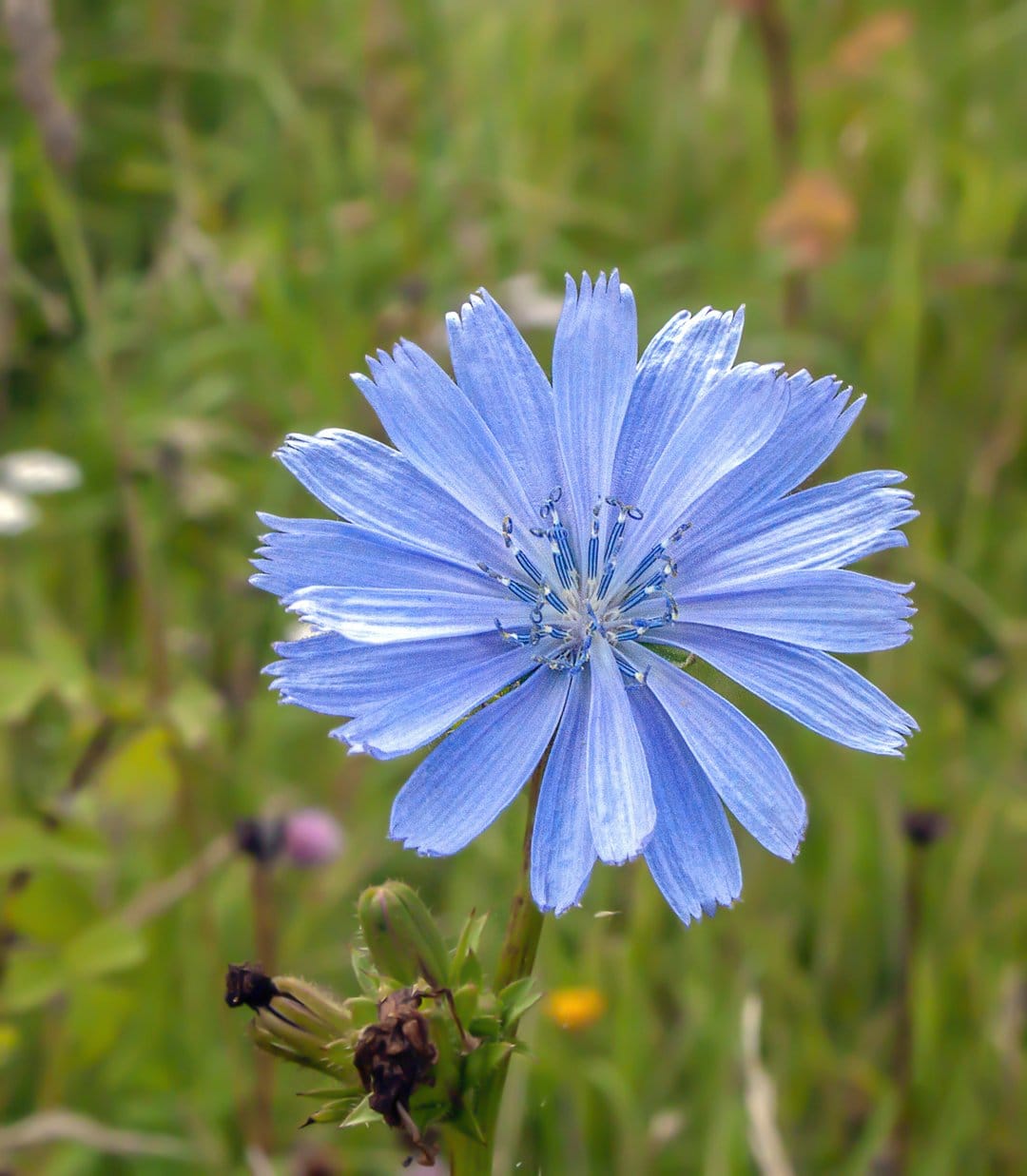 Blue chicory flower with delicate petals and detailed stamens stands out against a blurred green meadow background.