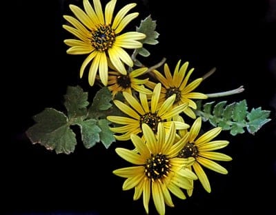 flowers,beautiful flowers,daisies,flower background,cape weed,flower wallpaper,pollen,garden,nature