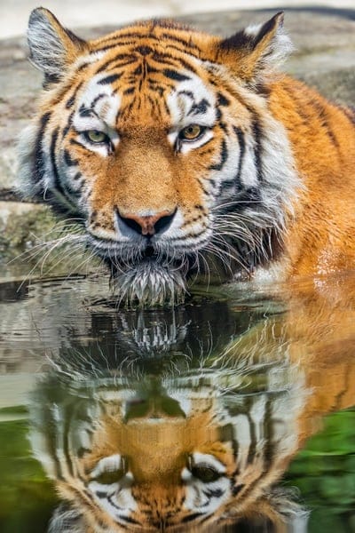 tiger,head,reflection,predator,big cat