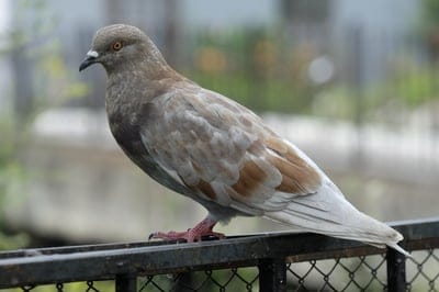 Light brown pigeon with orange eyes perches on a dark metal fence against a blurred green background.
