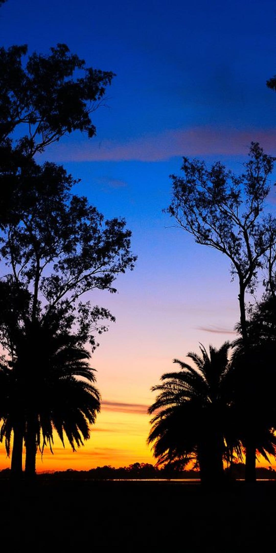 Palm tree silhouettes against a gradient sky transitioning from dark blue to bright orange over the horizon.