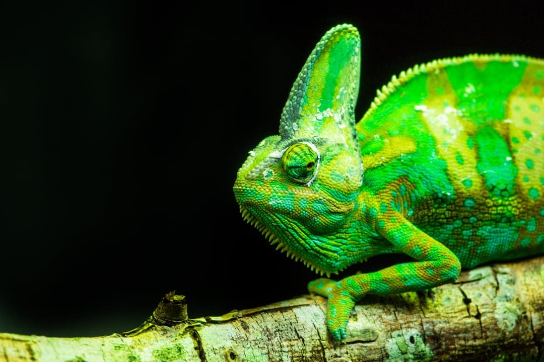 Green chameleon with textured scales and a prominent crest sits on a dark branch against a black background.