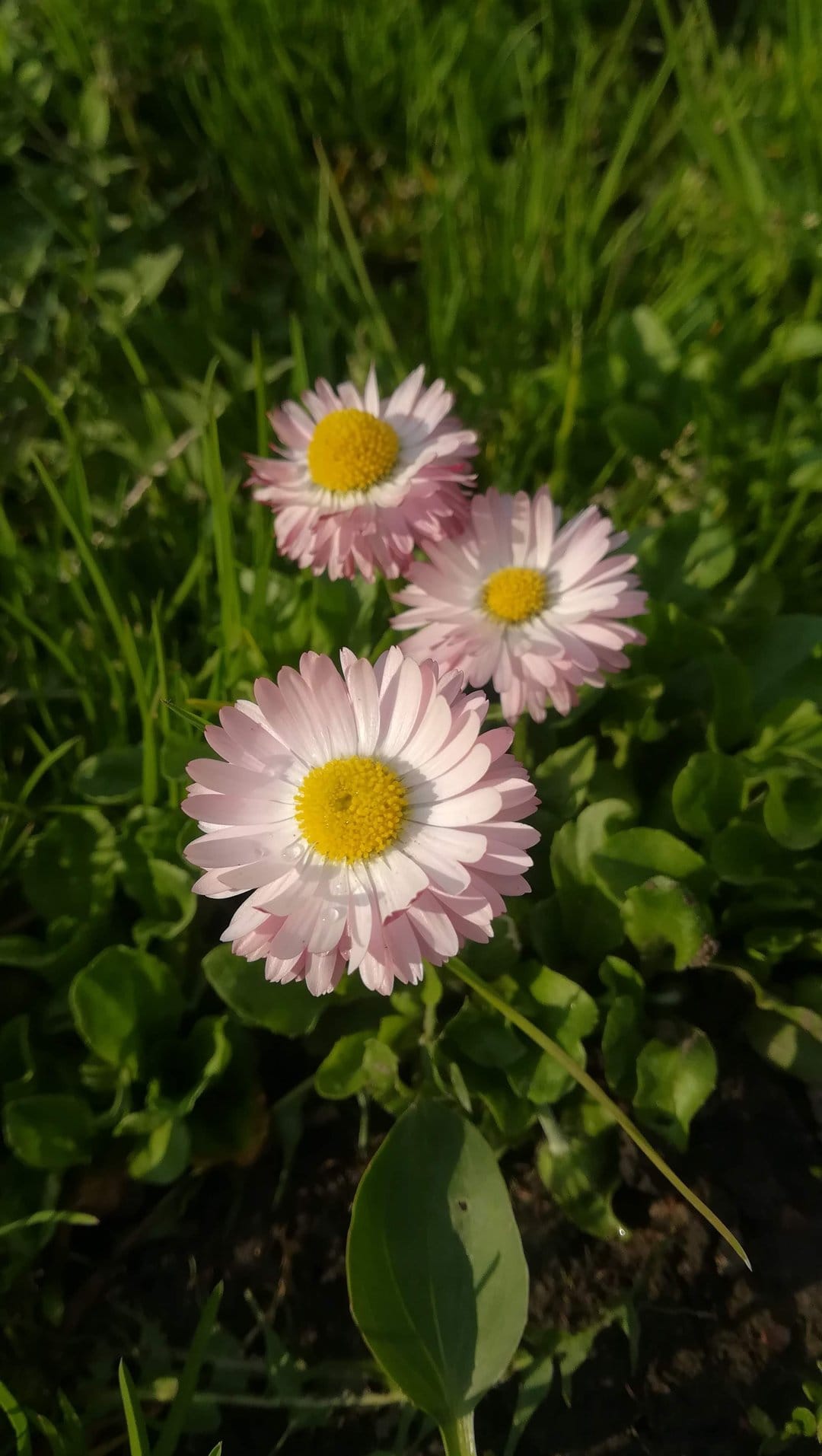 Pink daisies with yellow centers grow in tall green grass under soft sunlight with a blurred background.