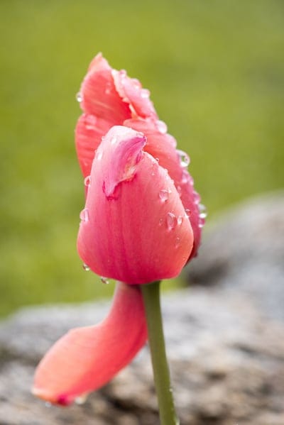 Two pink tulips covered in glistening water droplets stand against a soft-focus green botanical background.