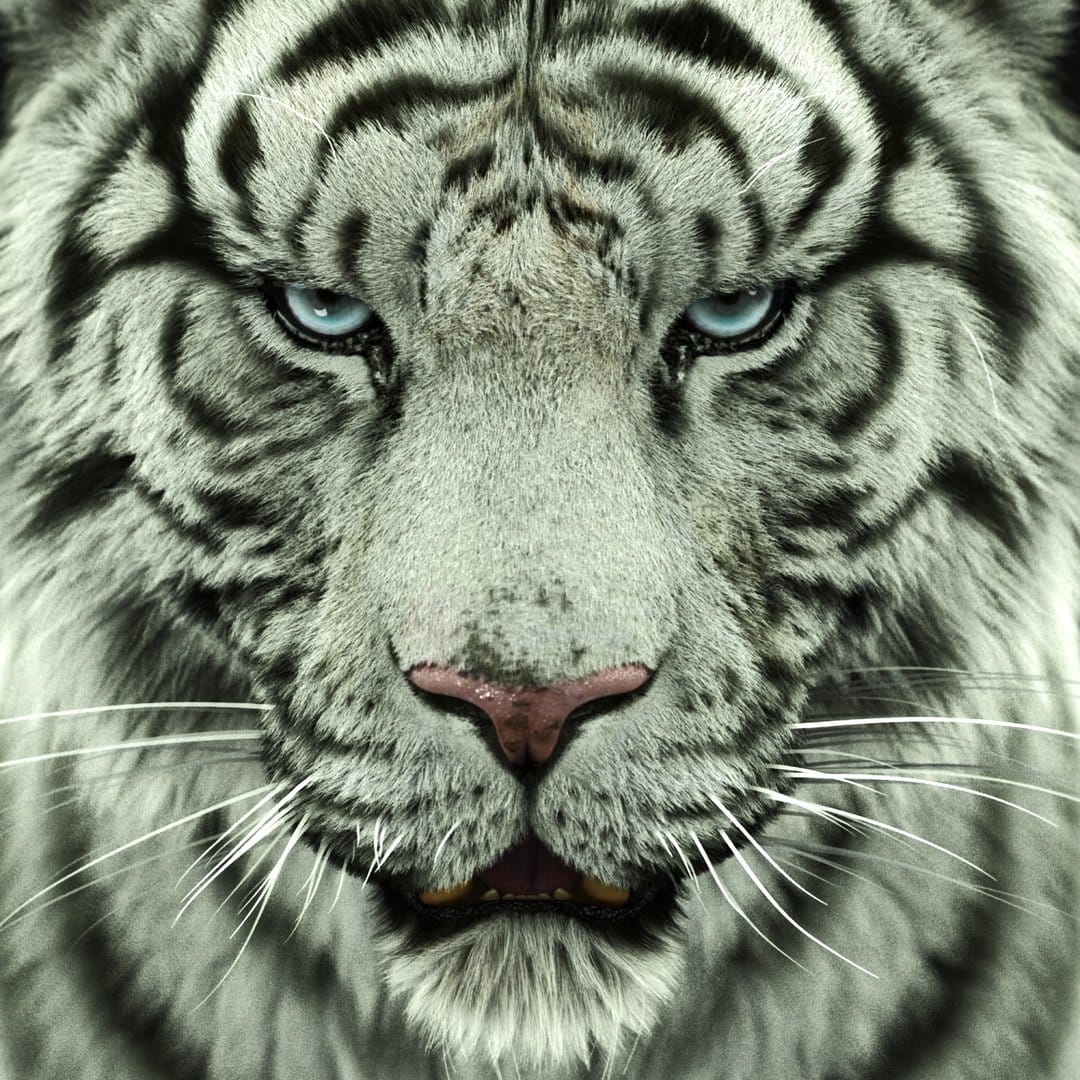 White tiger face close-up showcasing striking blue eyes, black stripes, and white fur in a sharp macro portrait.