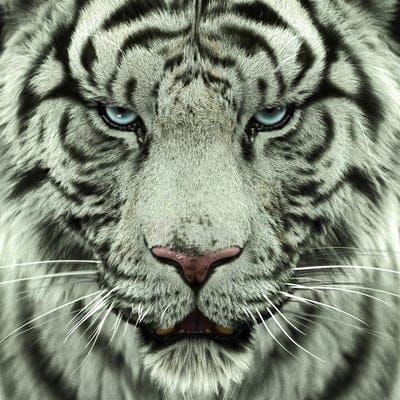 tiger,white tiger,muzzle,predator,evil,sight