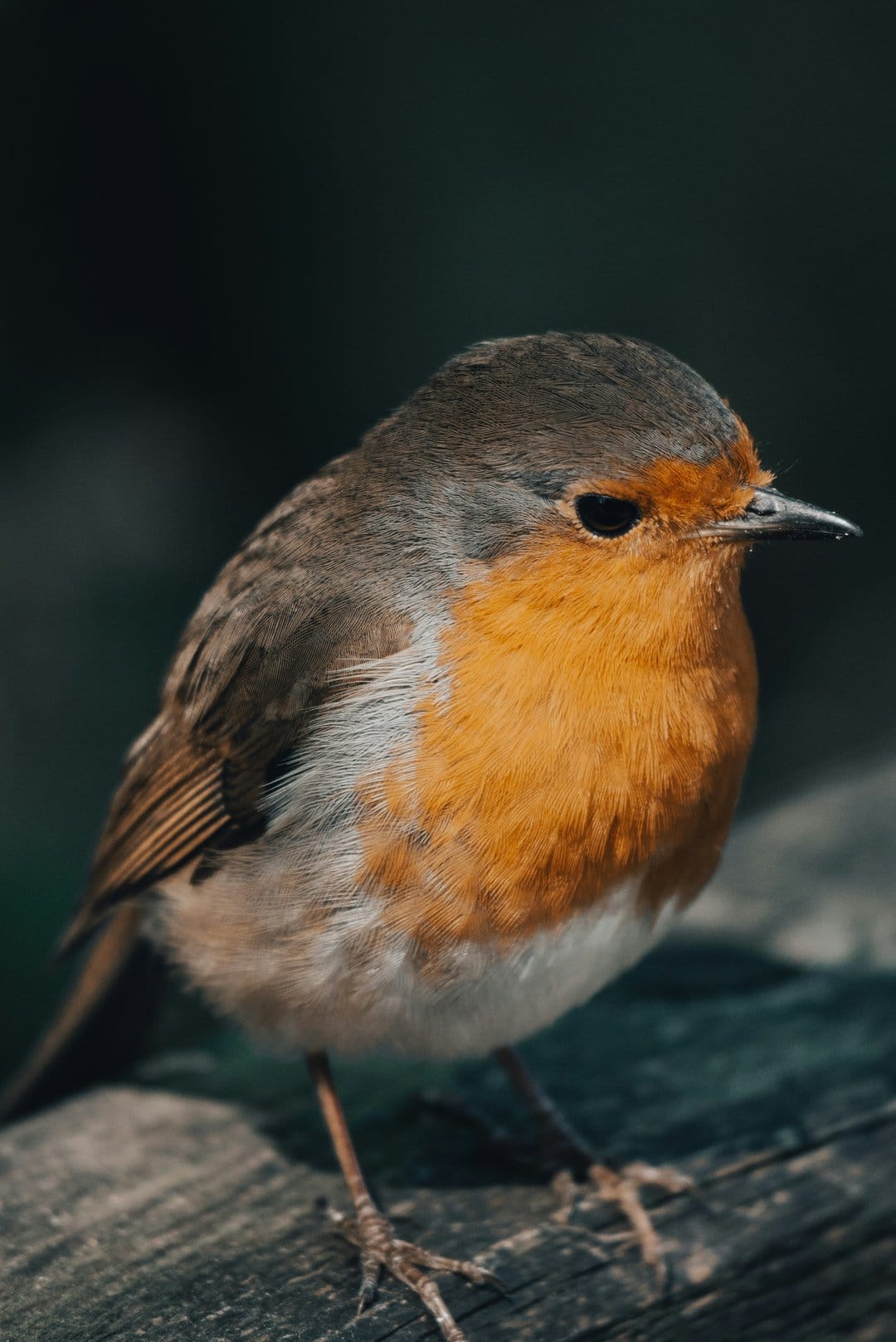 European Robin with a bright orange chest perched on a dark surface, showing detailed feathers and a sharp eye.