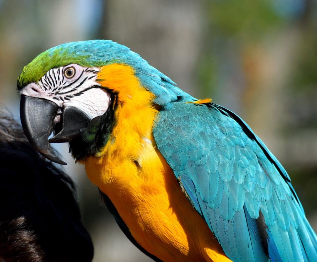 Blue and Gold Macaw with azure feathers and yellow chest displays its curved beak in a sharp close-up portrait.