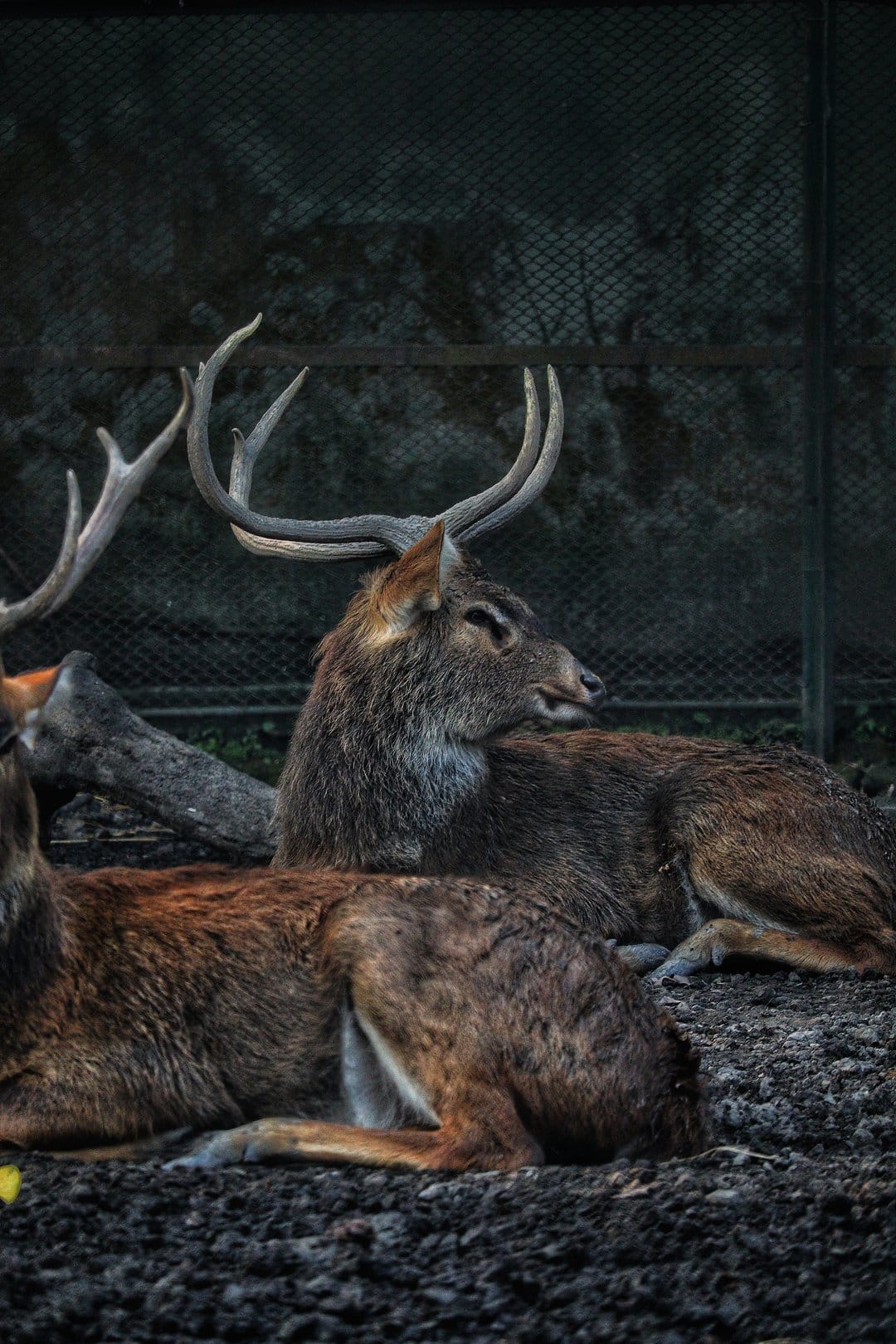 Two deer with large antlers rest on the ground against a dark, textured wall with a subtle grid pattern.