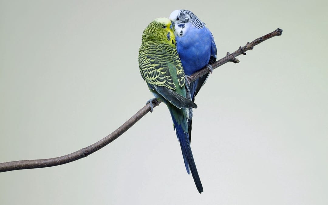 Two budgerigars in green and blue plumage sit close together on a thin branch against a soft cream background.