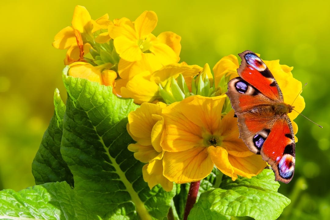 Peacock butterfly with eye-spot patterns sits on yellow primrose flowers against a soft blurred background.