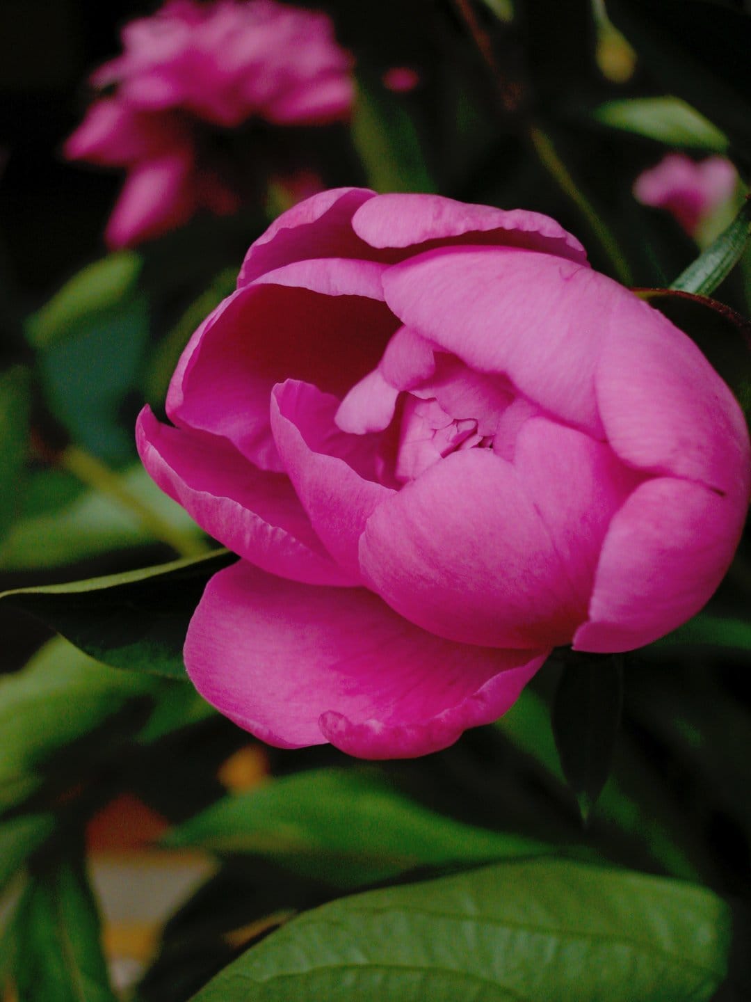 Bright pink peony petals with a yellow center surrounded by deep green leaves in a close-up botanical view.