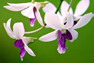 White orchid petals with vibrant purple accents bloom in front of a blurred bright green foliage background.