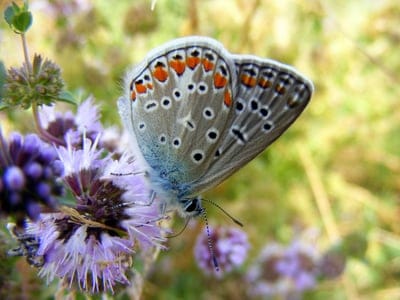 Blue butterfly with orange wing spots rests on a purple flower cluster against a blurred green background.