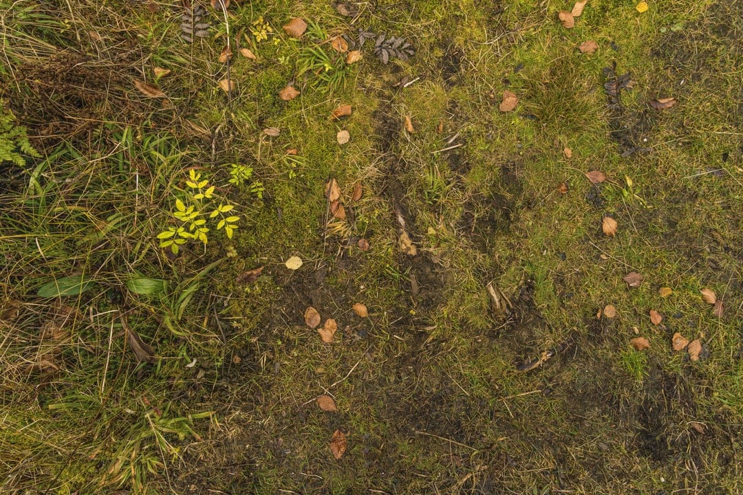 Green moss and brown withered leaves cover a damp forest floor in a detailed top-down vertical perspective.