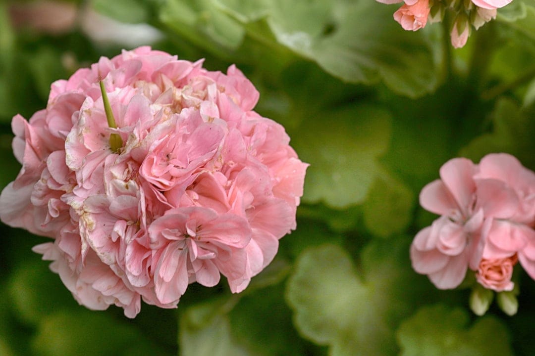 Pink geranium flowers with ruffled petals shown in a soft-focus close-up against blurred green garden leaves.