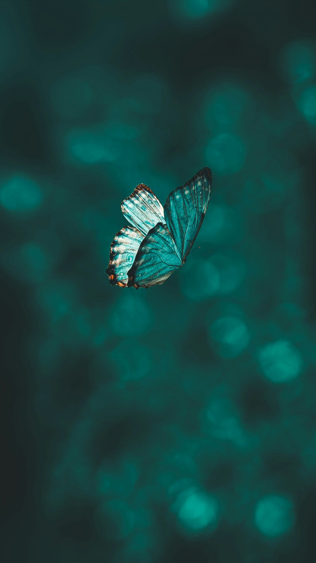 Vibrant blue butterfly in mid-air with outstretched wings over a dark turquoise background with soft bokeh.