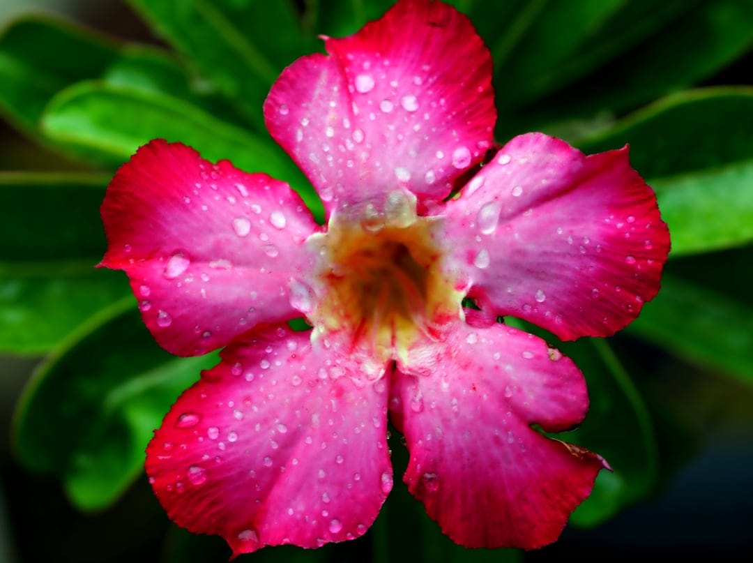 Pink desert rose flower with water droplets on ruffled petals against a soft blurred green leaf background.