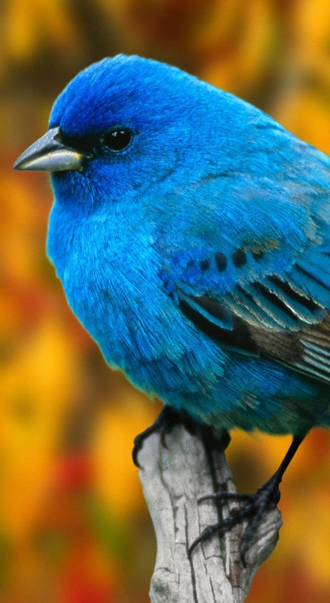 Indigo Bunting bird with bright blue feathers perched on a tree branch against a blurred autumn background.