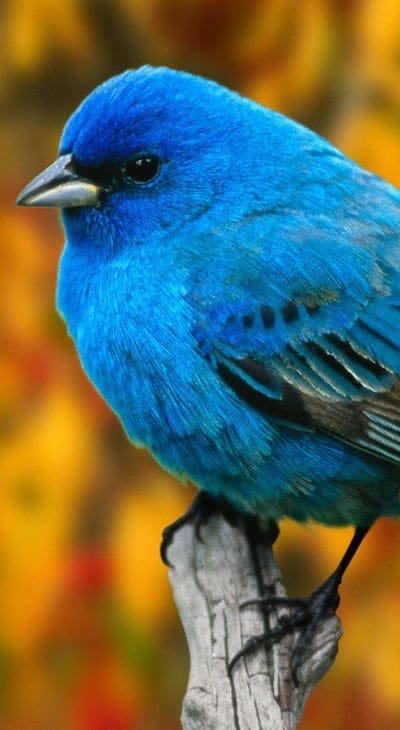 bird,branch,blue