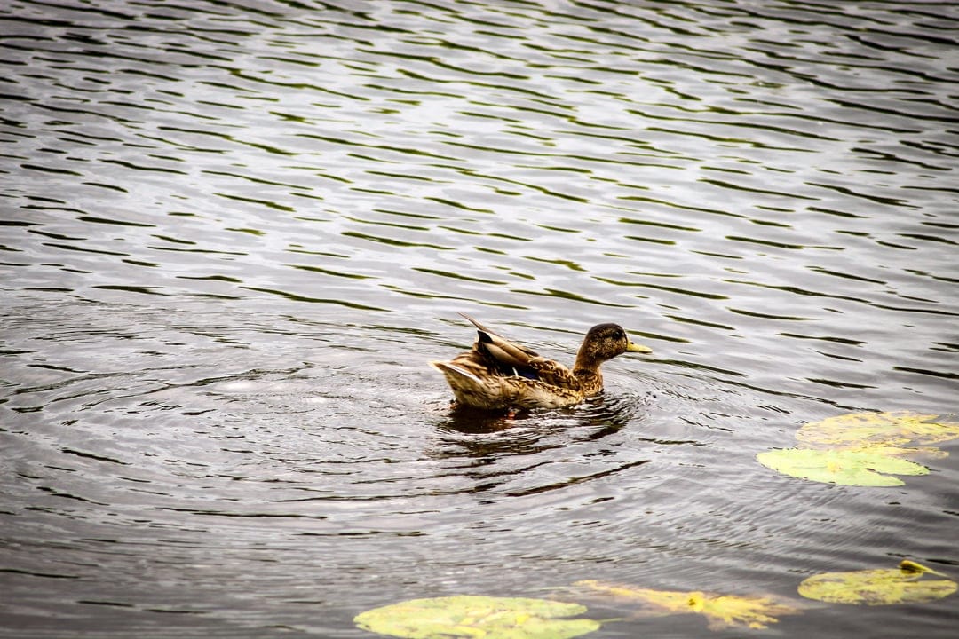 Brown mallard duck swims through dark rippling pond water surrounded by floating yellow lily pads in nature.