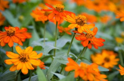 Orange zinnia flowers with textured centers and delicate petals bloom against a blurred green foliage background.