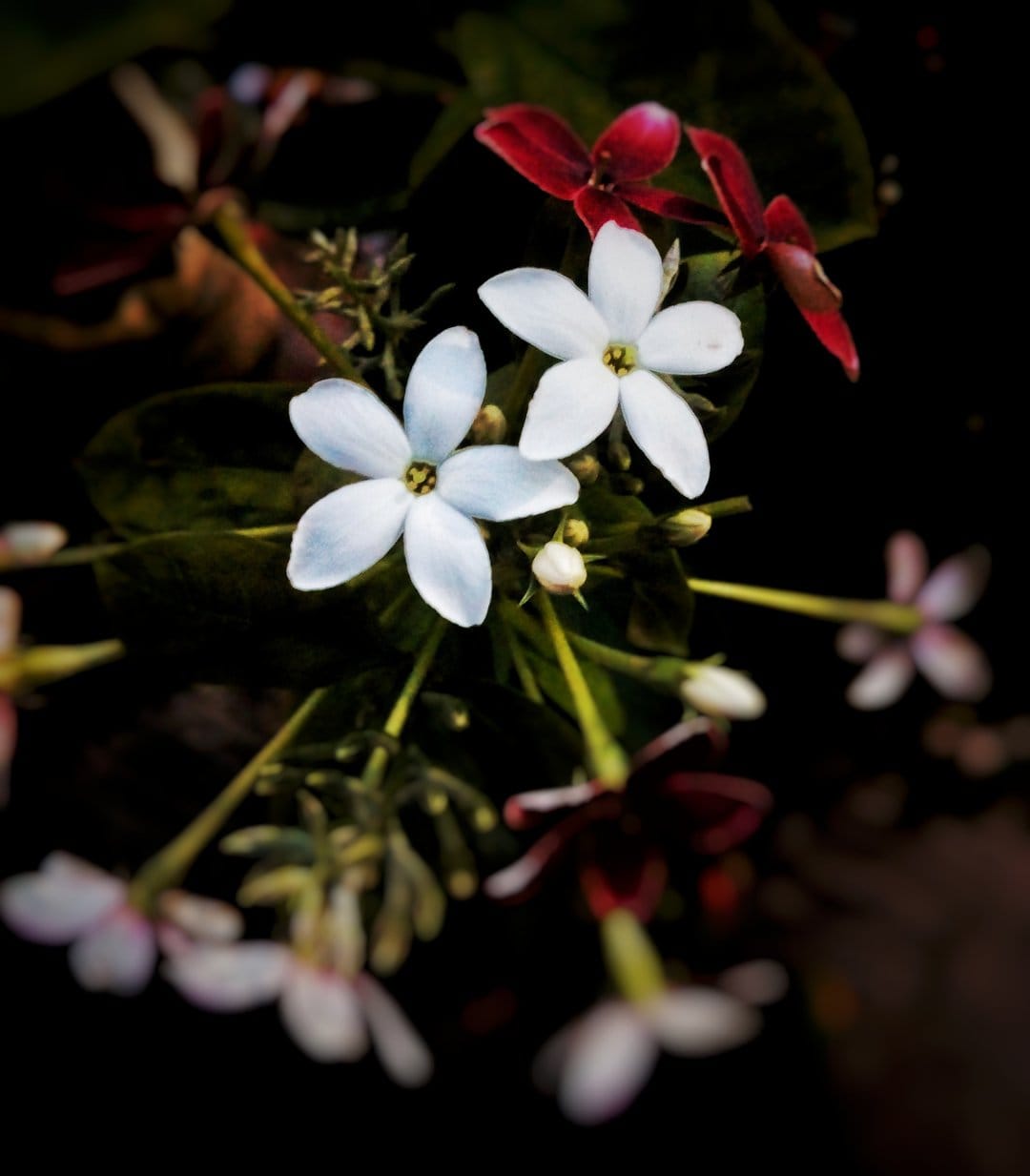 White and red jasmine flowers with delicate petals glowing against a dark, low-key background in soft focus.