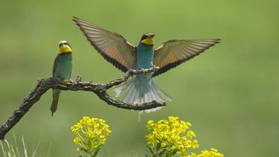 birds,couple,wings,flap,branch,flower
