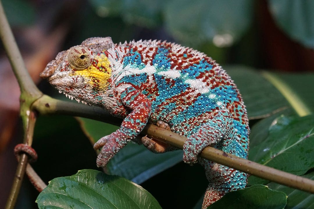 Panther chameleon with blue and red scales clings to a thin branch surrounded by green tropical leaves.