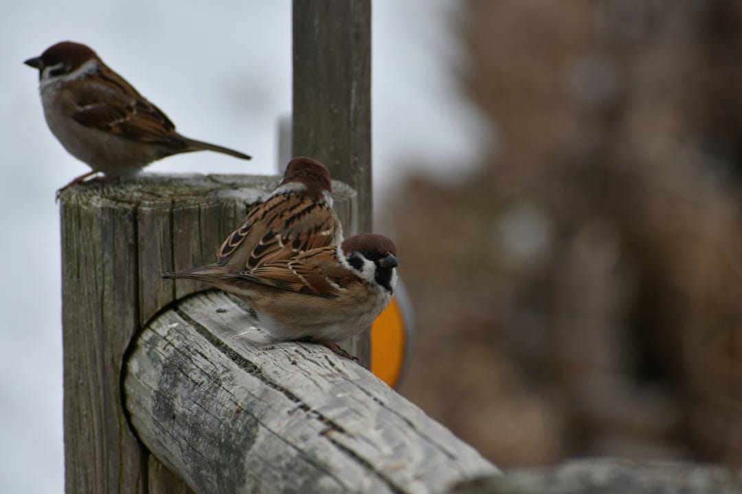 Three brown sparrows huddle on a weathered wooden post with a soft blurred winter background in vertical view.