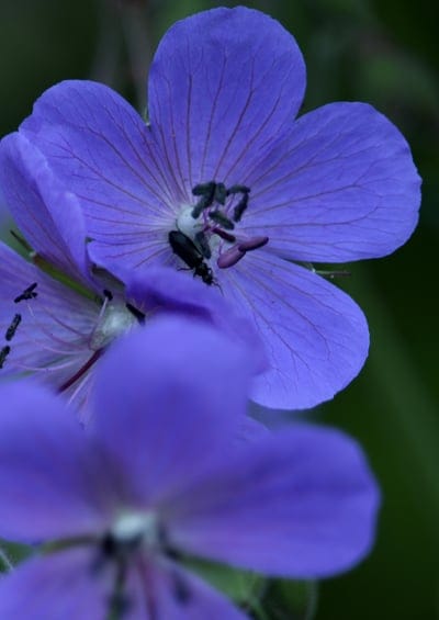 Black beetle on a purple wildflower center with visible petal veins against a soft green blurred background.