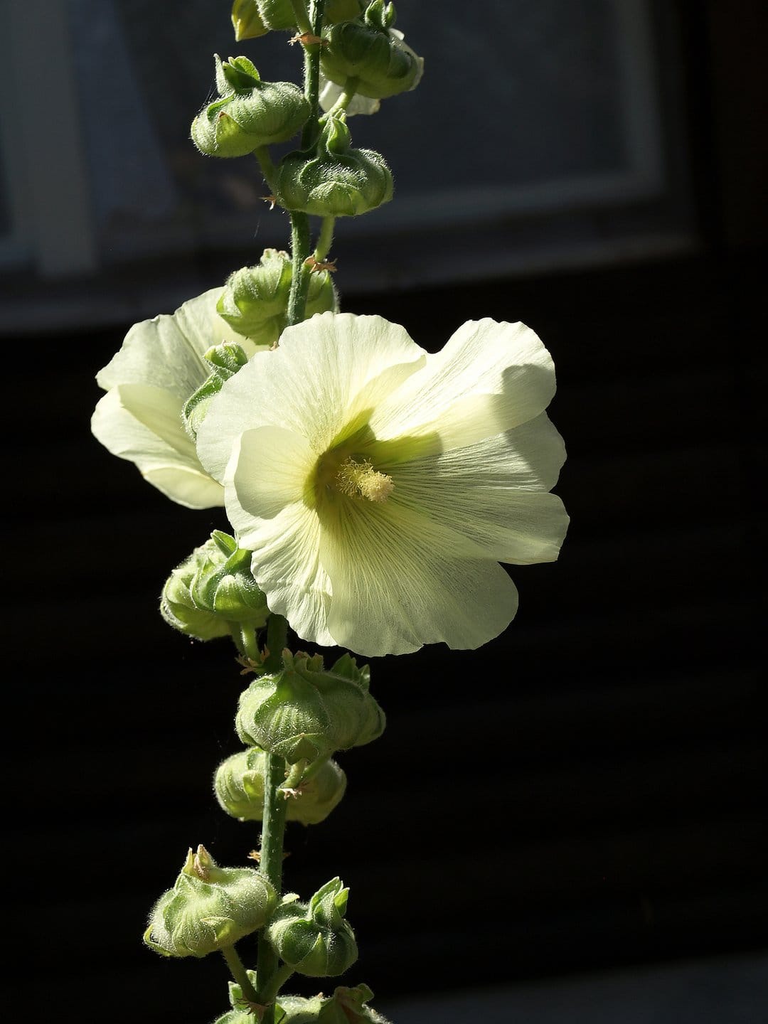 White hollyhock flowers with soft petals and green buds stand out against a dark, moody garden background.