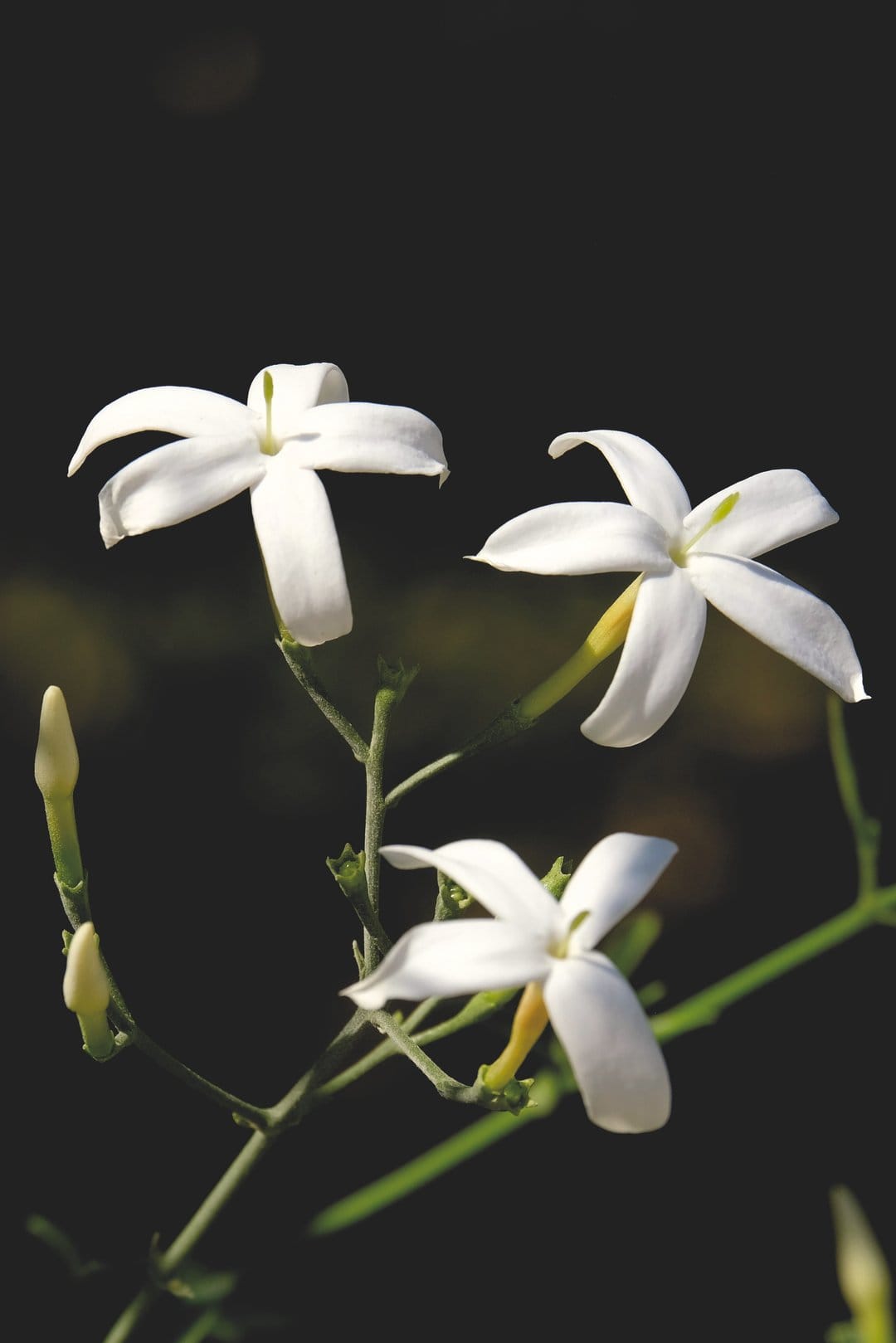 White jasmine flowers and small buds with delicate petals on thin green stems against a dark, blurred background.