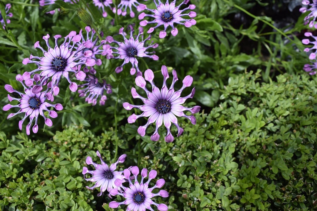 Purple Osteospermum flowers with fringed petals bloom among green leaves in a detailed botanical close-up view.